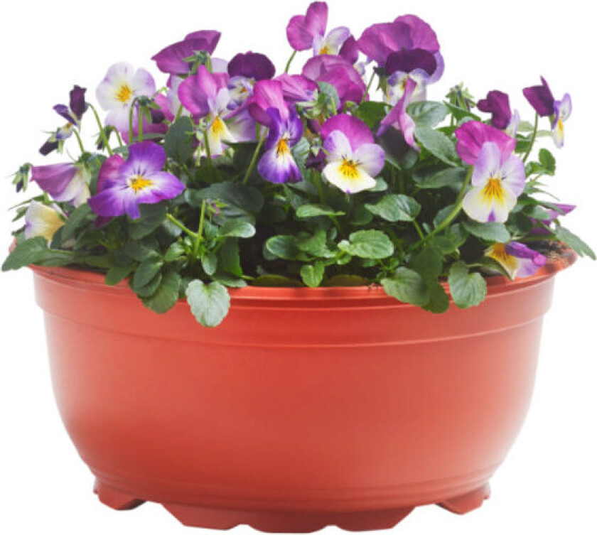Stemor 23 Cm i Skål "Stemorsblomster – vårens favoritt! Fin i bed eller potte. Trives i sol til halvskygge i godt drenert, næringsrik jord. Frosttolerant.
"