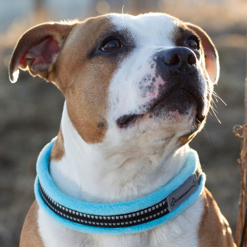 Fluffigt Hundehalsbånd Lysblå