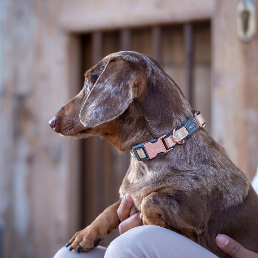 Urban Hundehalsbånd Gull