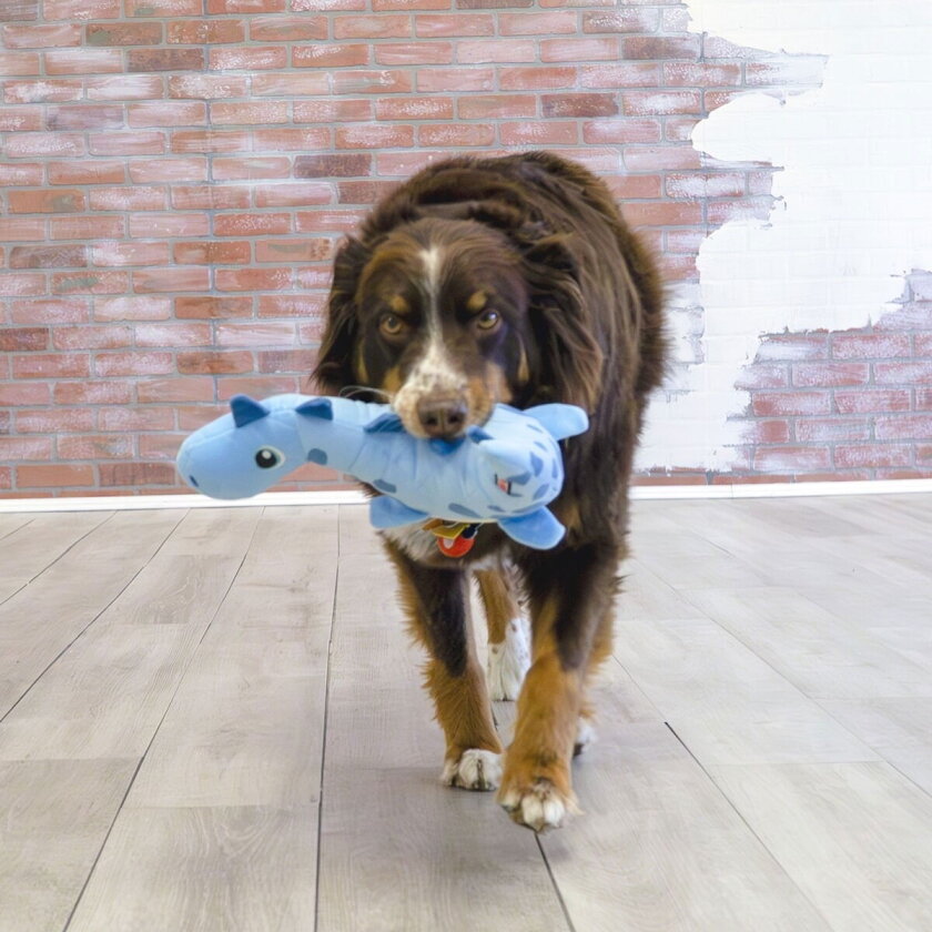 KONG Dynos Roars Mykdyr til Hund Dinosaur Blå M/L
