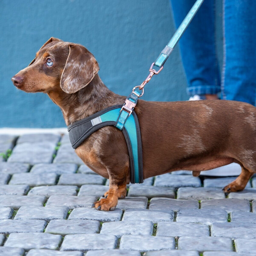 Urban Fast-Fit Hundesele Turkis