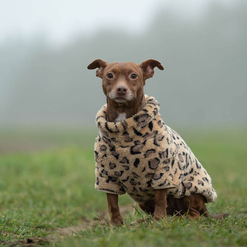 Turtle Teddy Hundegenser Leopard