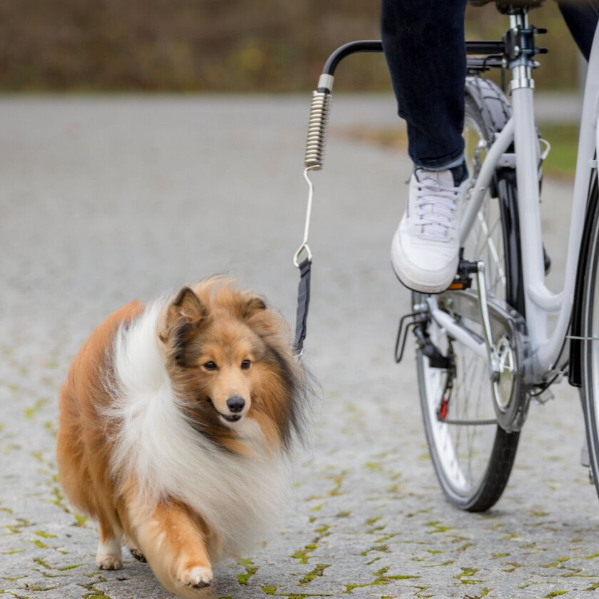 Sykkelfeste til hund med spiralfjær og bånd