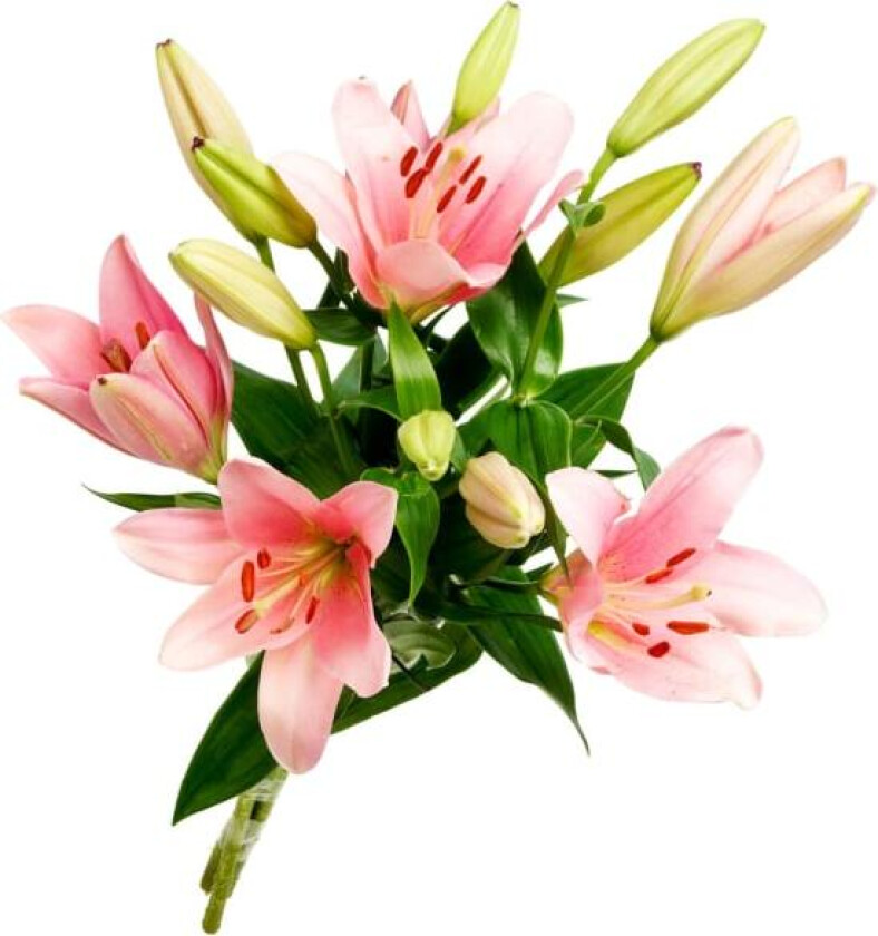 Alstromeria Alstromeria inkalilje i 6-pak med elegante, holdbare blomster i friske fargetoner.
