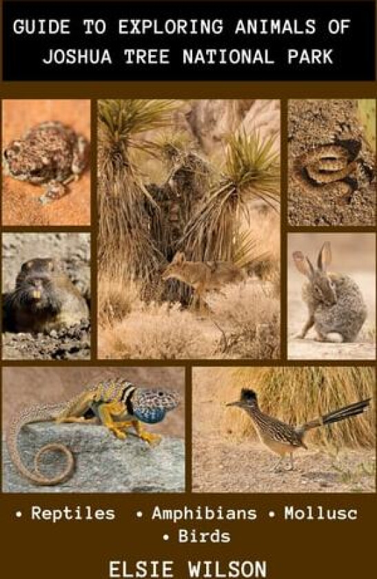 Guide to Exploring Animals of Joshua Tree National Park av Elsie Wilson (Paperback)