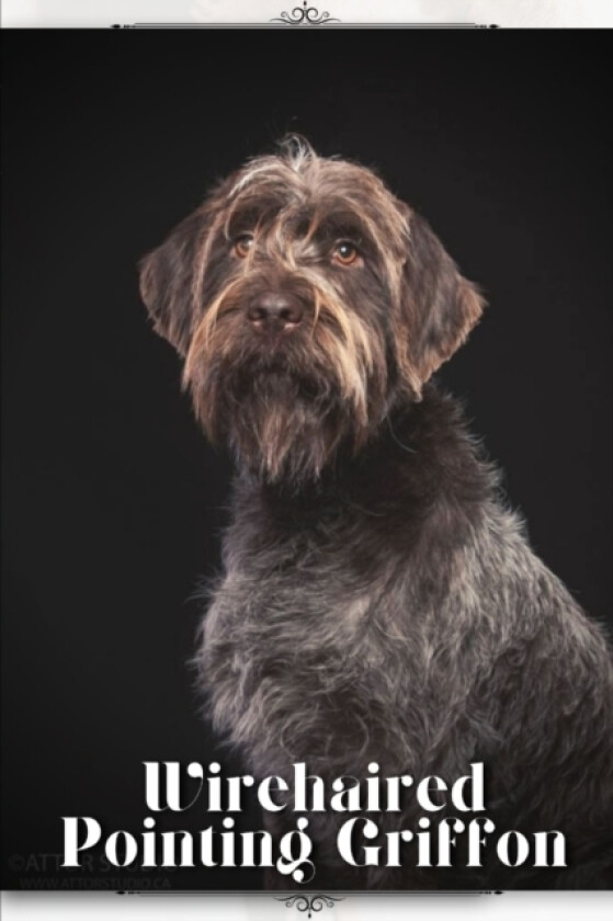 Wirehaired Pointing Griffon av Nina Pustova (Paperback)