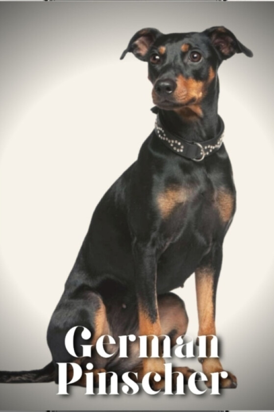 German Pinscher av Nina Pustova (Paperback)