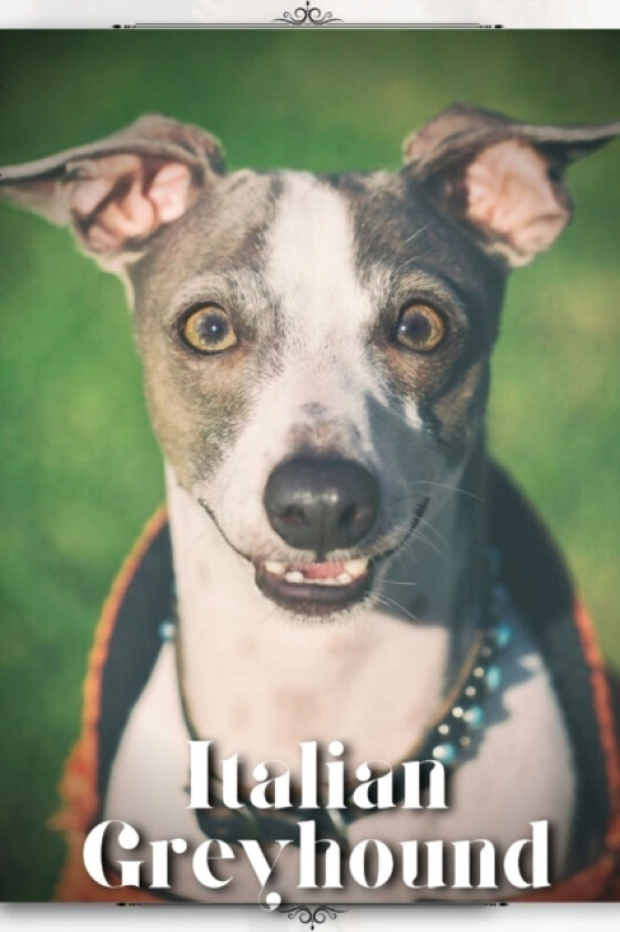 Italian Greyhound av Nina Pustova (Paperback)