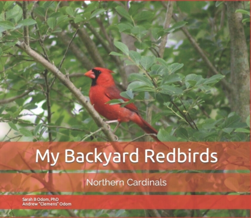 My Backyard Redbirds av Sarah B PhD Odom (Paperback)