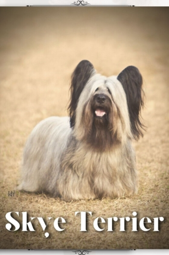 Skye Terrier av Nina Pustova (Paperback)
