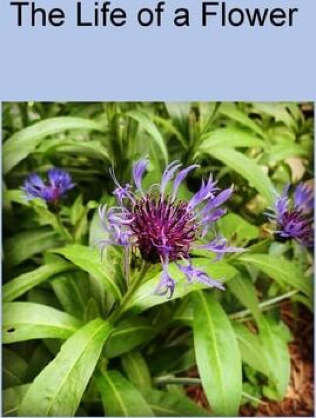 The Life of a Flower av Misaki Blue (Paperback)