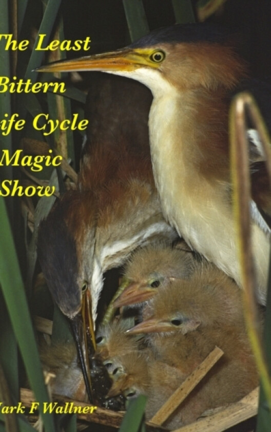 The Least Bittern Life Cycle Magic Show av Mark Wallner (Hardcover)