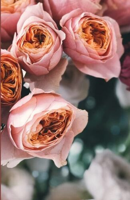Roses in bloom journal av Lequita Parker (Paperback)