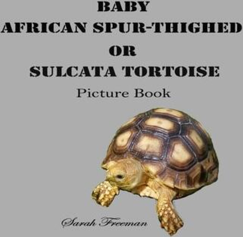 Baby African Spur-Thighed or Sulcata Tortoise Picture Book av Sarah Freeman (Paperback)