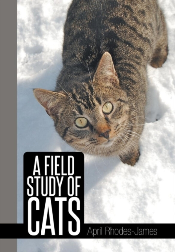 A Field Study of Cats av April Rhodes - James (Hardcover)