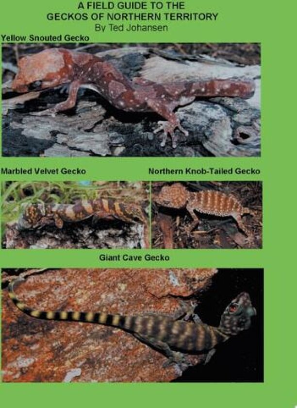 A Field Guide to the Geckos of Northern Territory av Ted Johansen (Paperback)