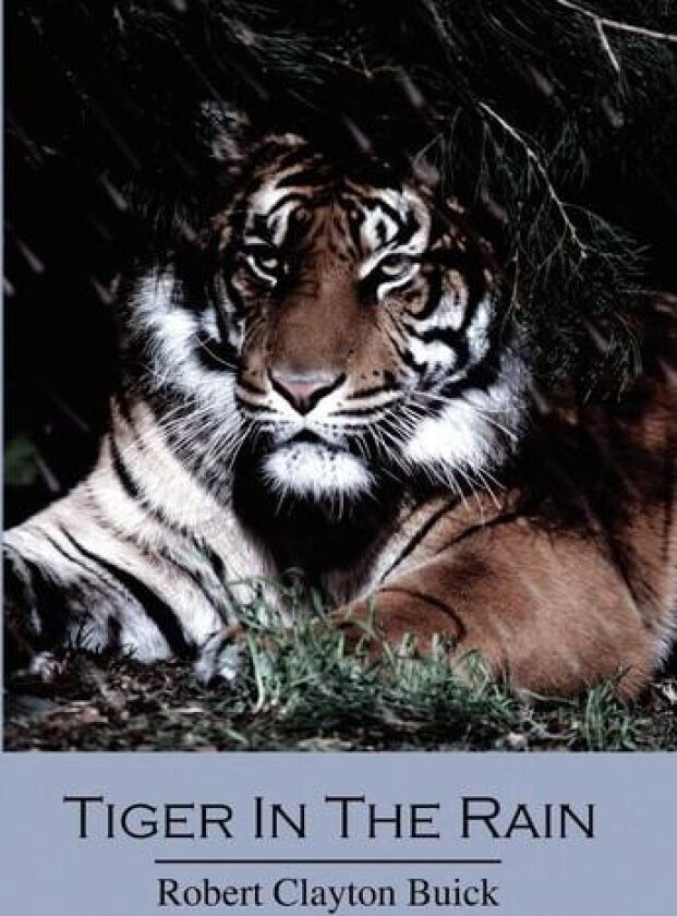 Tiger in the Rain av Robert Clayton Buick (Hardcover)