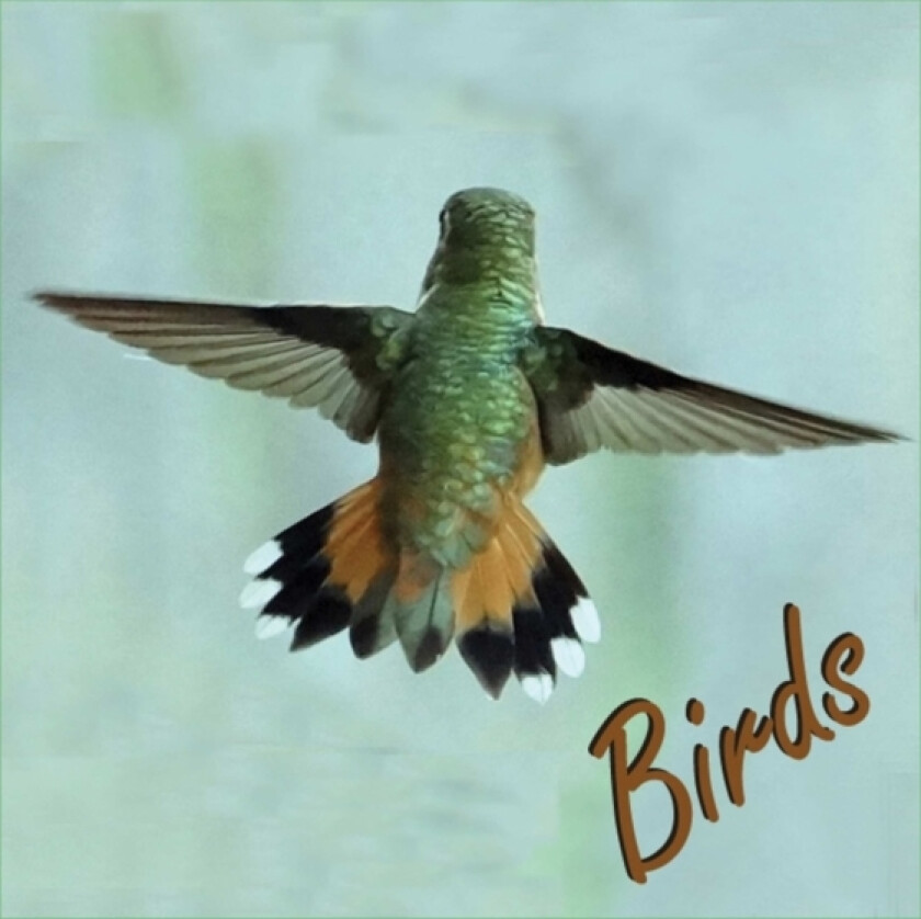 Birds av Noel McKeehan (Paperback)