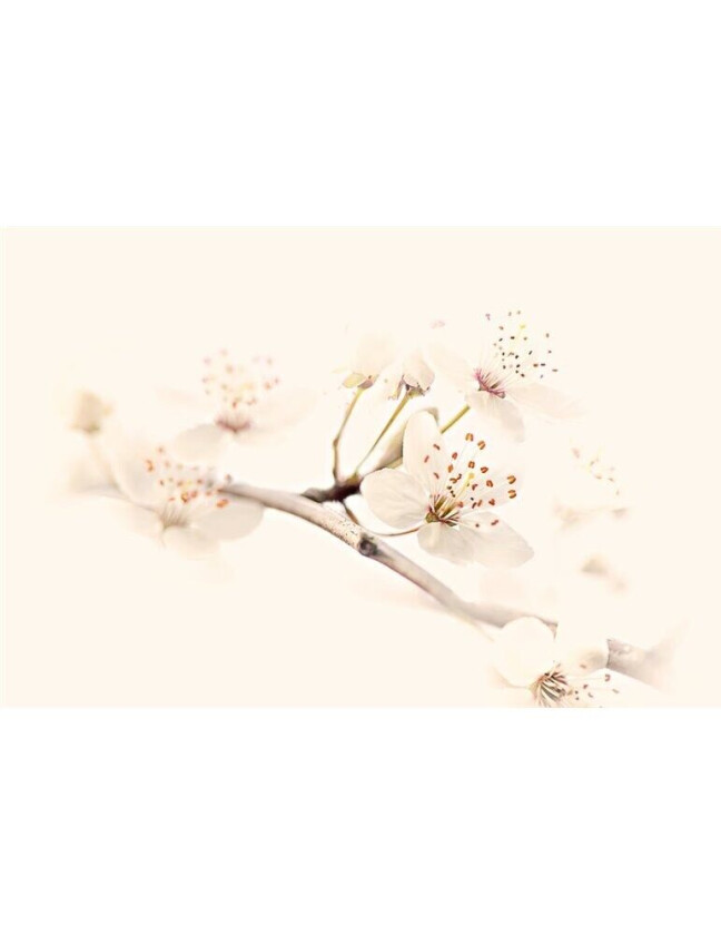 Harmony Of Spring - 70x100 cm