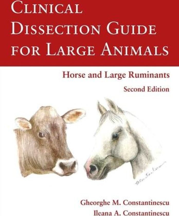 Clinical Dissection Guide for Large Animals av Gheorghe Constantinescu (Paperback)