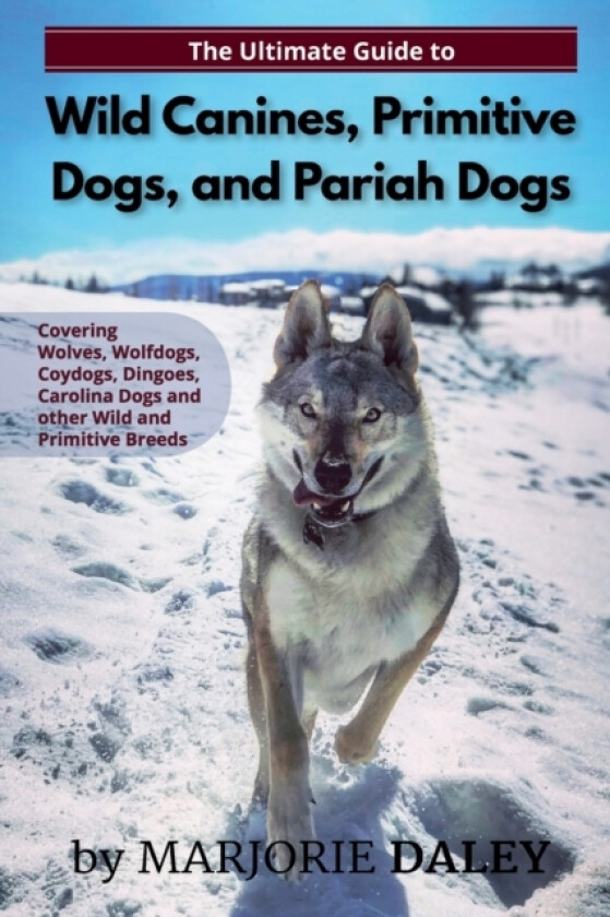 The Ultimate Guide to Wild Canines, Primitive Dogs, and Pariah Dogs av Marjorie Daley (Paperback)