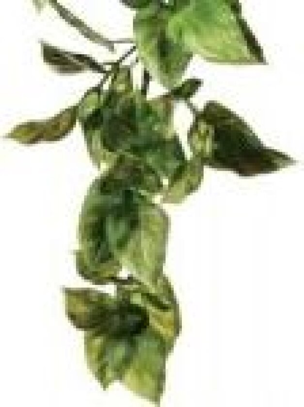 Bilde av kunstig plante – Amapallo, S