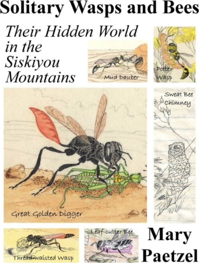 Solitary Wasps and Bees av Mary Paetzel (Paperback)