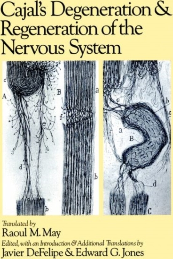 Cajal's Degeneration and Regeneration of the Nervous System av Y Cajal Santiago Ramon (Hardcover)