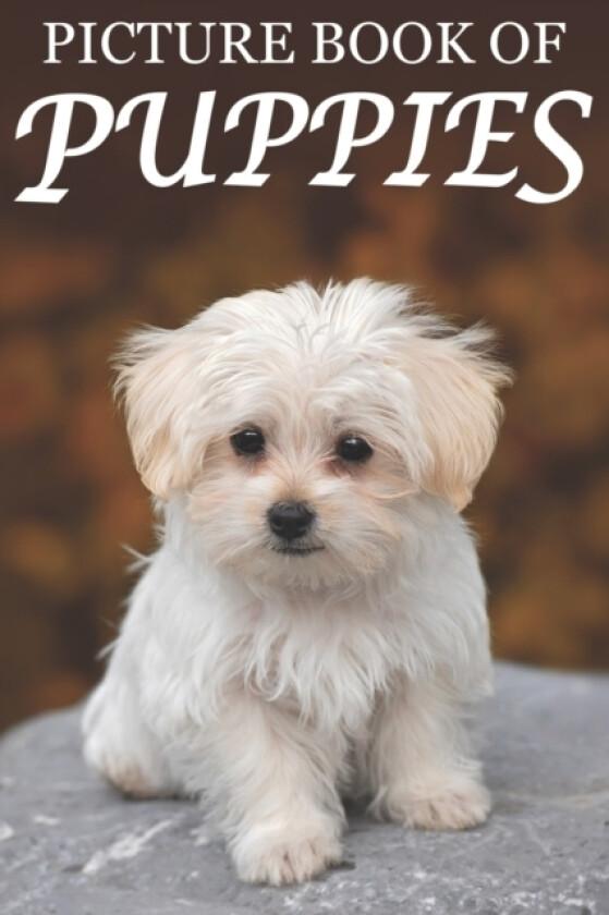 Picture Book of Puppies av Mighty Oak Books (Paperback)