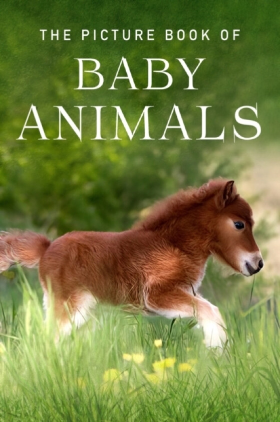 The Picture Book of Baby Animals av Sunny Street Books (Paperback)