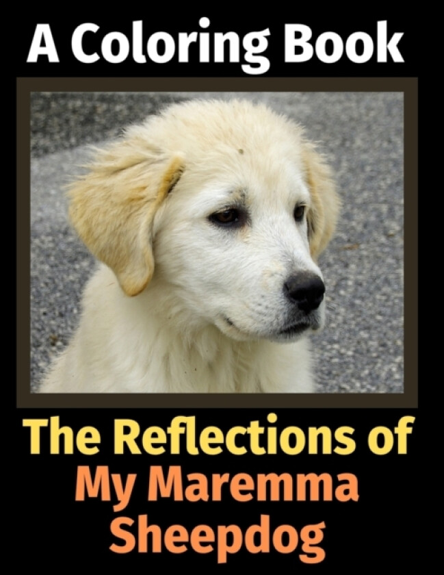 The Reflections of My Maremma Sheepdog av Brightview Activity Books (Paperback)