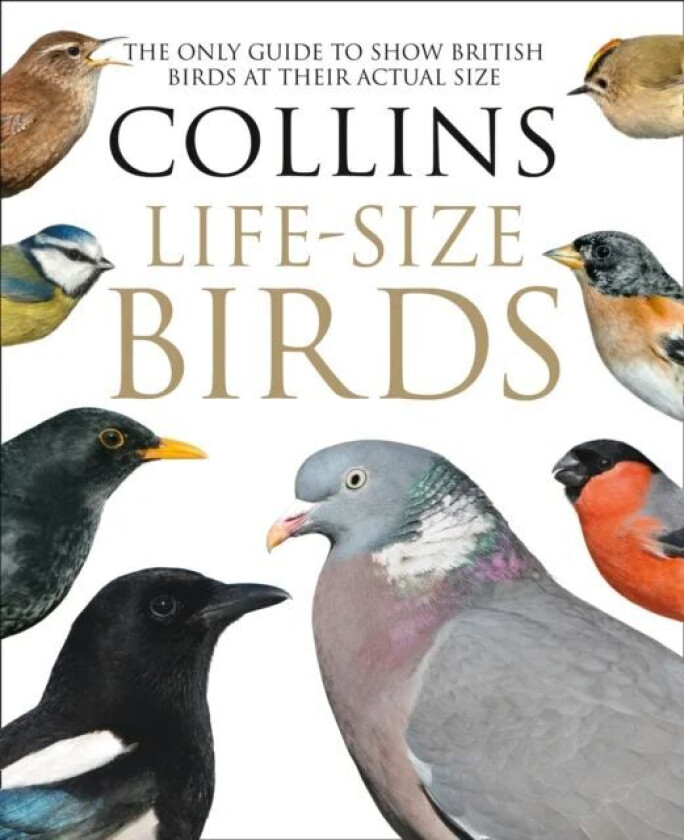 Collins Life-Size Birds av Paul Sterry, Rob Read