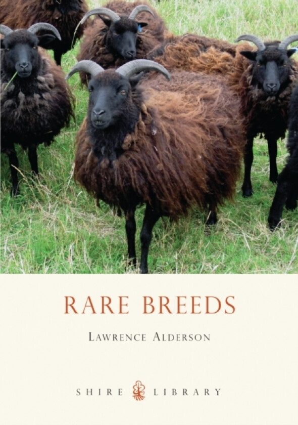 Rare Breeds av Lawrence Alderson (Paperback)