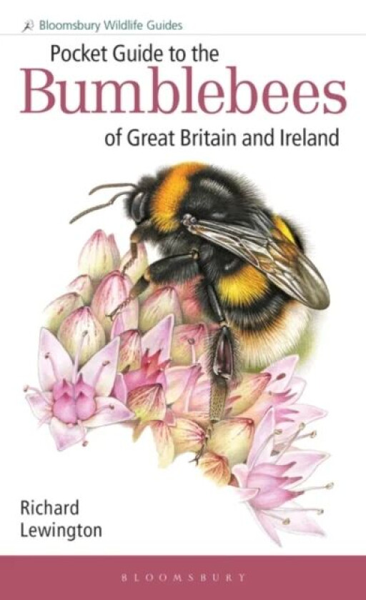 Pocket Guide to the Bumblebees of Great Britain and Ireland av Richard Lewington