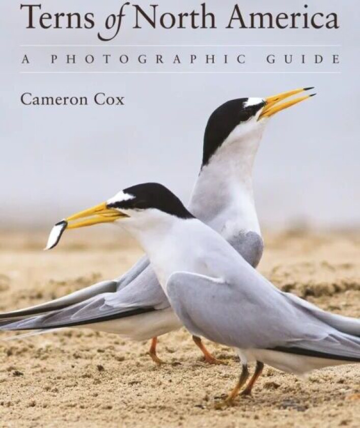 Terns of North America av Cameron Cox