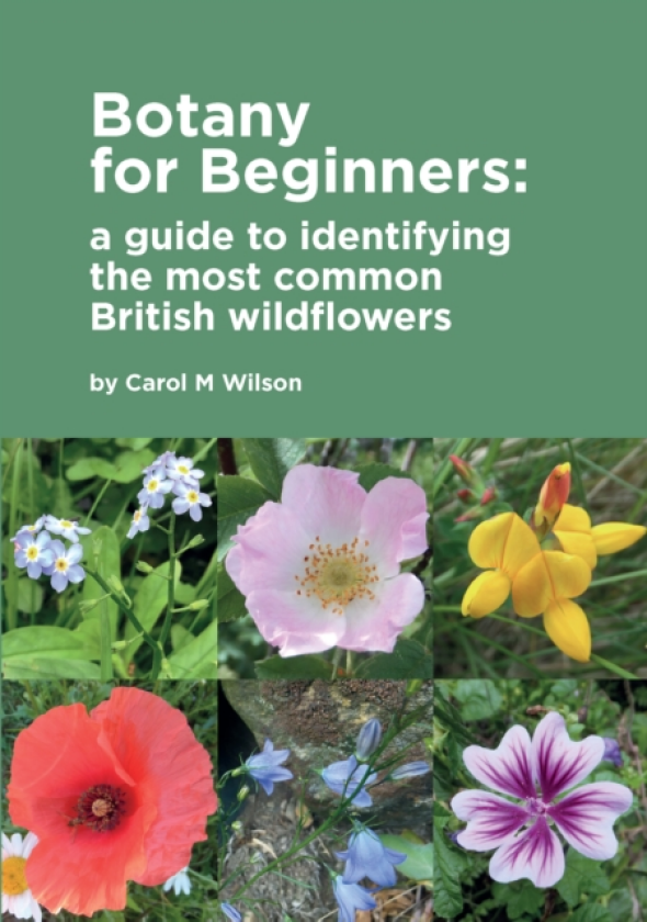 Botany for Beginners a guide to identifying the most common British wildflowers