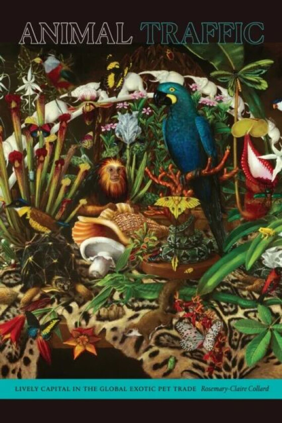 Animal Traffic av Rosemary-Claire Collard