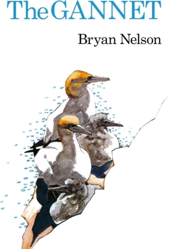 The Gannet av Bryan Nelson (Hardcover)