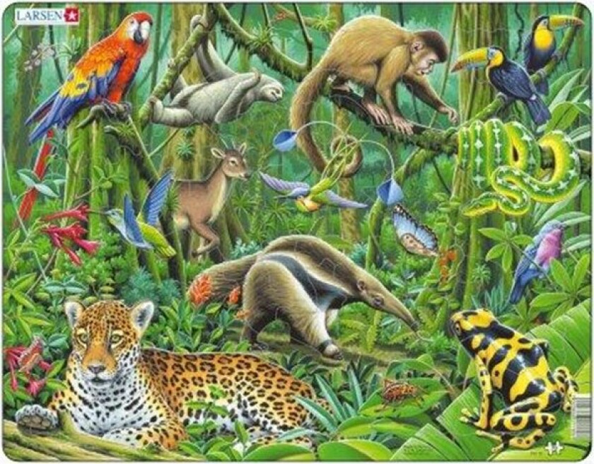 South American Rainforest