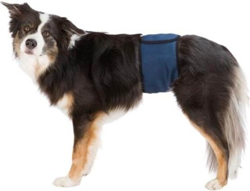 Boyband for hannhund L