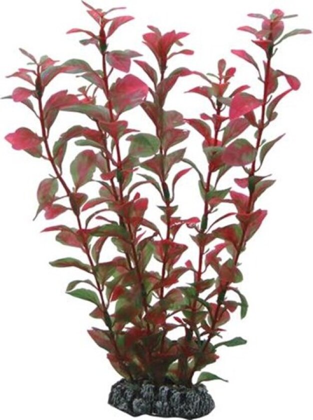 Bilde av Ludwigia 25 cm