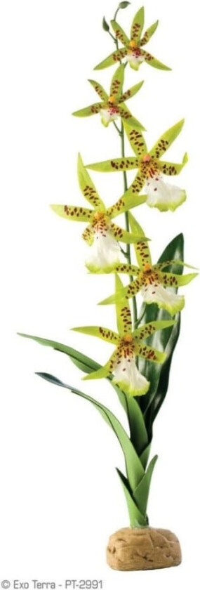 Bilde av Kunstig plante - Orchid Spider Orchid