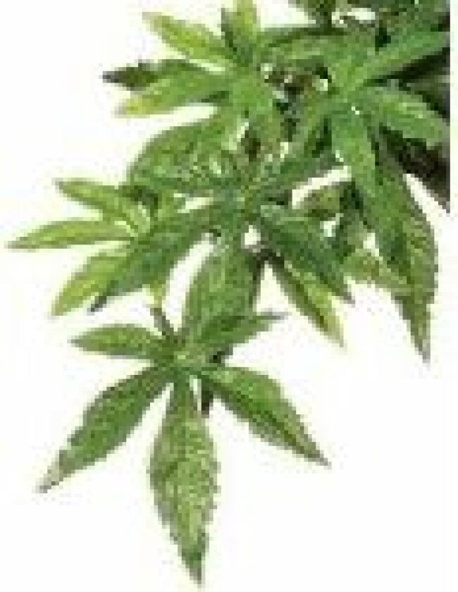 Bilde av Kunstig plante - Silk Abuliton, M