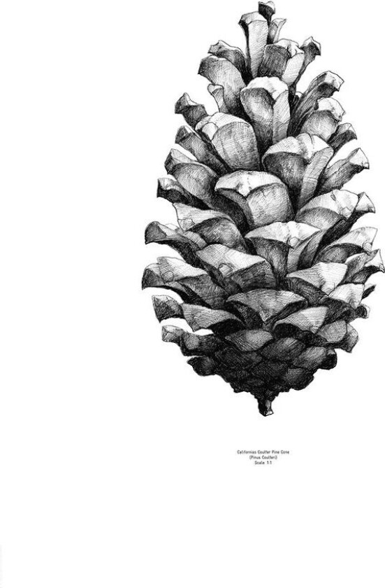 1:1 Pine Cone poster hvit, 50x70 cm