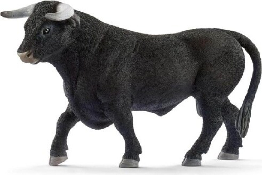 Black bull