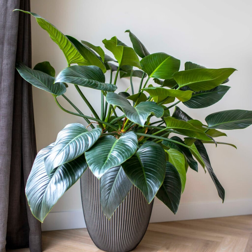 Vase elegant Groove 34x46 cm antrasitt