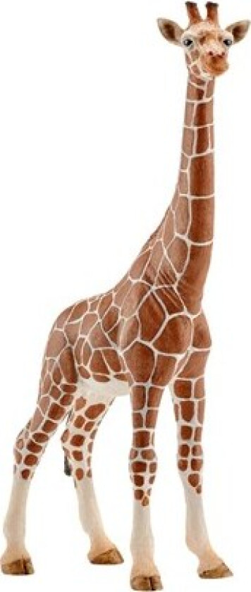 Wild Life Giraffe female