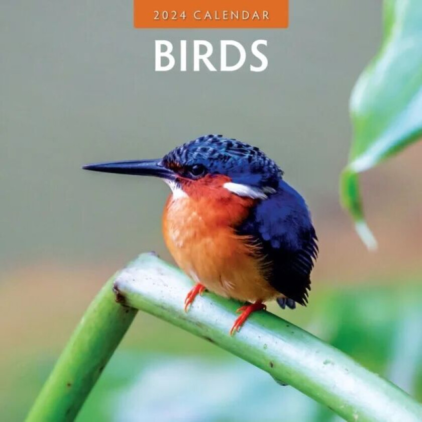 Birds 2024 Square Wall Calendar av Red Robin Publishing Ltd.
