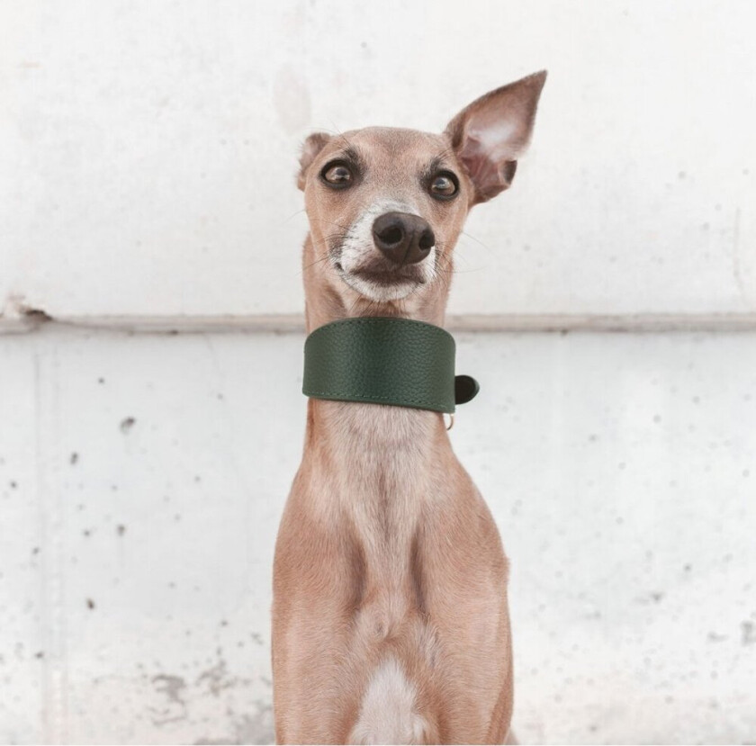 Bredt Hundehalsbånd Mørkegrønn (M)