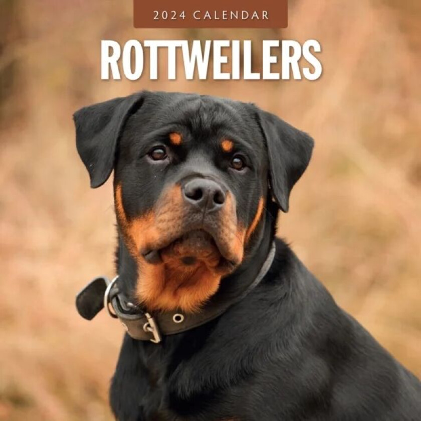 Rottweilers 2024 Square Wall Calendar av Red Robin Publishing Ltd.